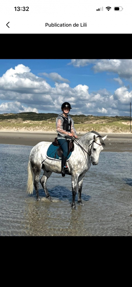 Ruin Franse rijpony PFS Te koop 2016 Schimmel