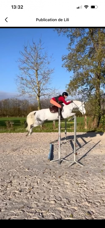 Ruin Franse rijpony PFS Te koop 2016 Schimmel