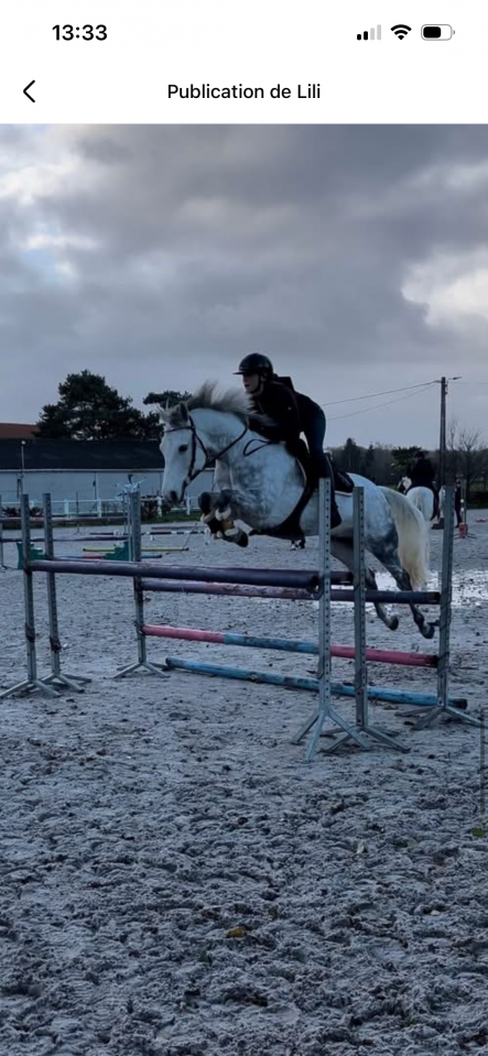 Ruin Franse rijpony PFS Te koop 2016 Schimmel