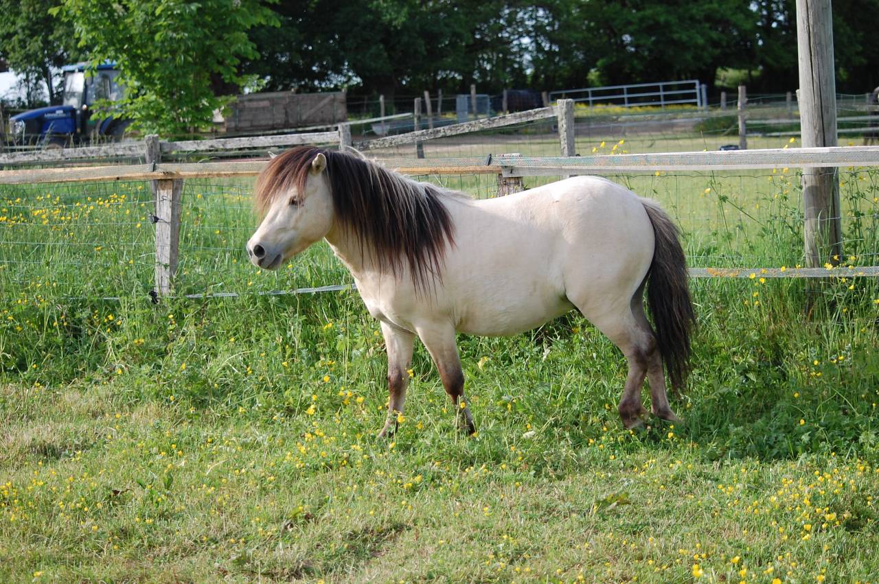 Dekhengst Shetland Te koop 2022 Isabel ,  FEU FOLLET DES ISLES