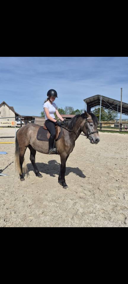 Merrie Bekend ras Te koop 2022 Schimmel ,  Pure mystery AA