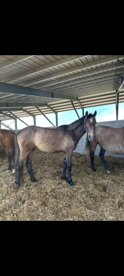 Ruin Franse rijpony PFS Te koop 2023 Schimmel