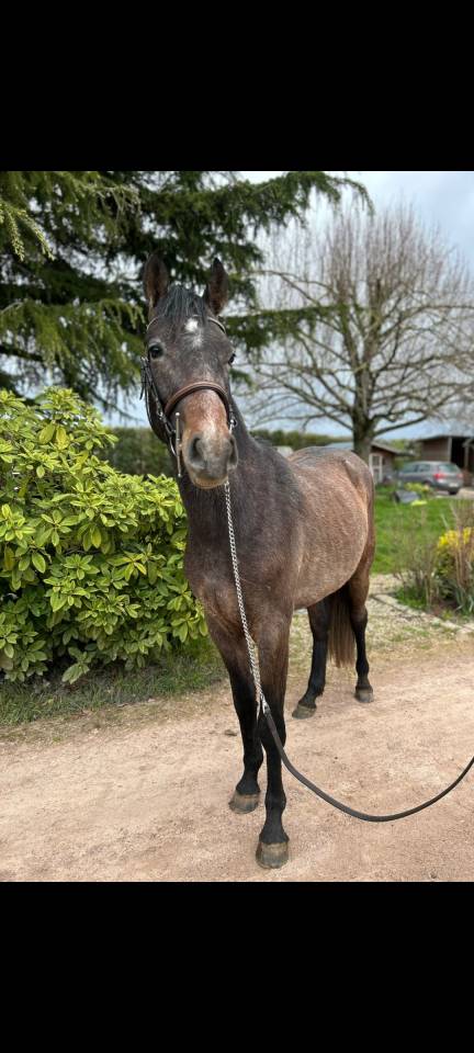Ruin Franse rijpony PFS Te koop 2023 Schimmel