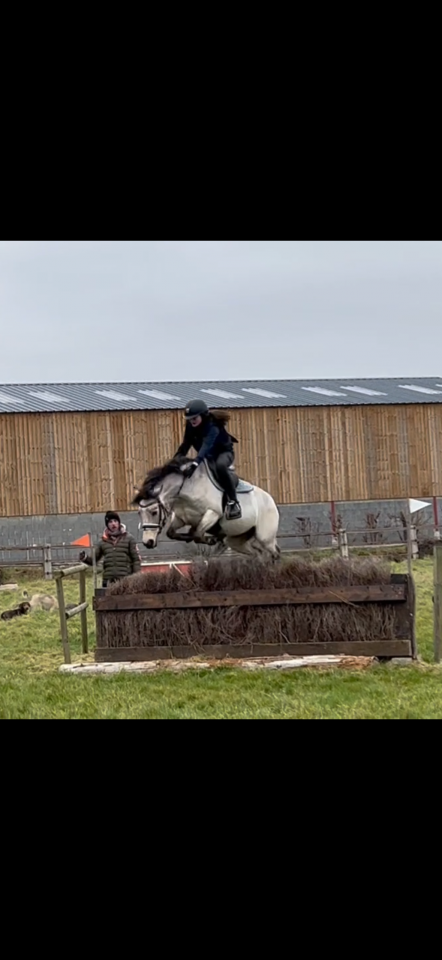 Merrie Connemara Te koop 2013 Isabel ,  FRICOTIN