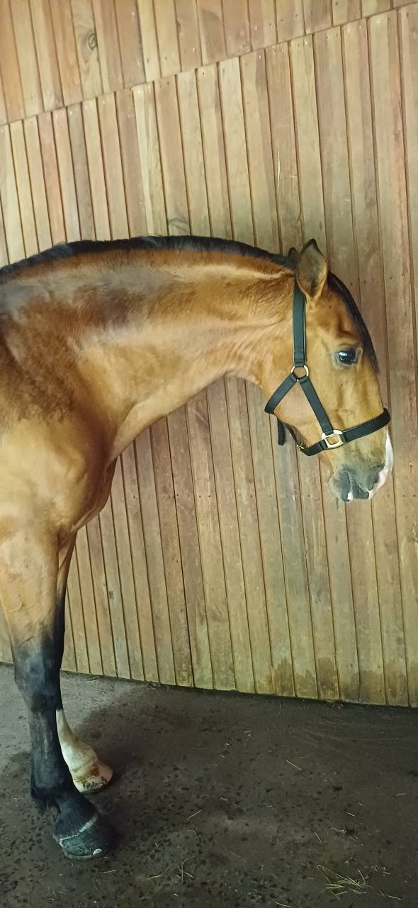 Botero LH - PRE Puur Ras Spaans 2015