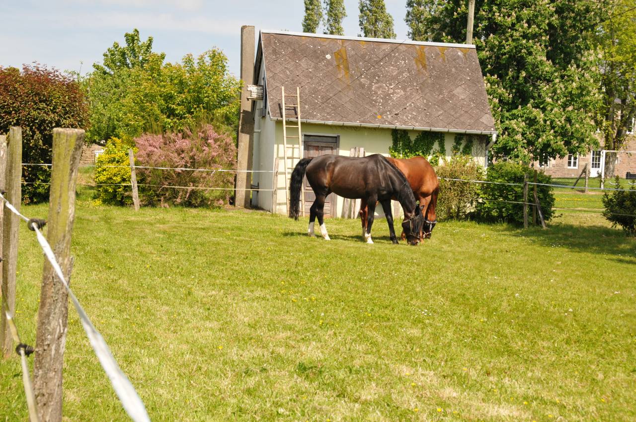 Mooi hippisch vastgoed Koop Calvados