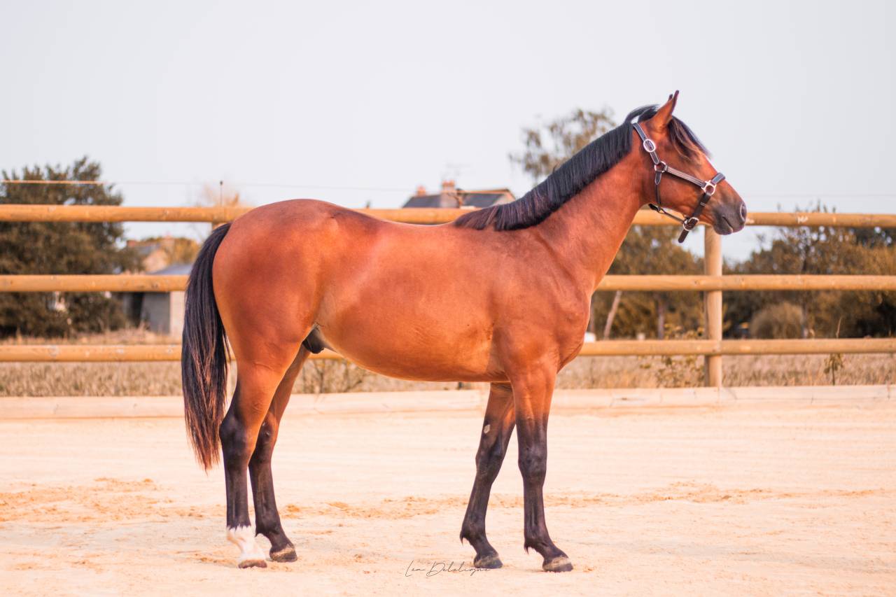 Ruin Franse rijpony PFS Te koop 2024 Donker bruin / bai ,  Jungle Alias Boogie