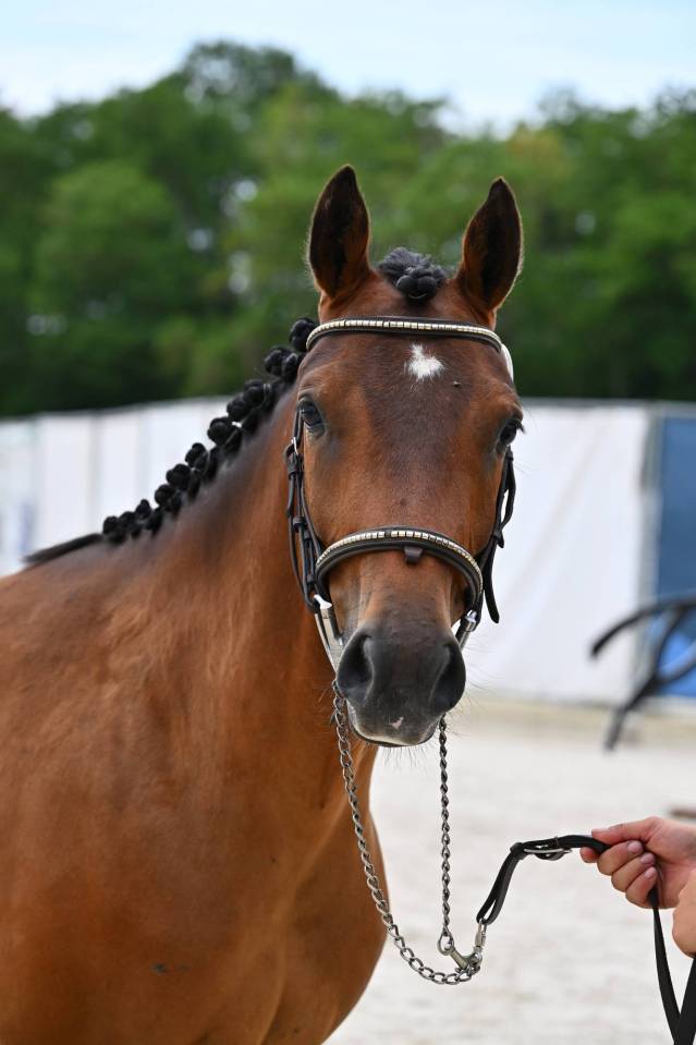 Ruin Franse rijpony PFS Te koop 2024 Donker bruin / bai ,  Jungle Alias Boogie