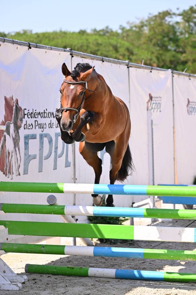 Ruin Franse rijpony PFS Te koop 2024 Donker bruin / bai ,  Jungle Alias Boogie