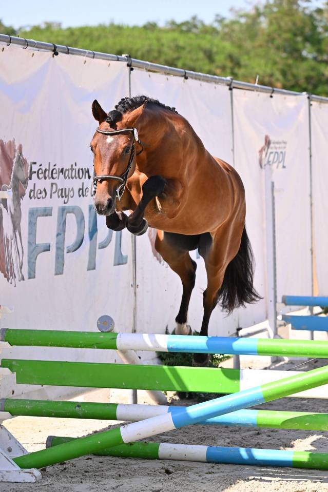 Ruin Franse rijpony PFS Te koop 2024 Donker bruin / bai ,  Jungle Alias Boogie
