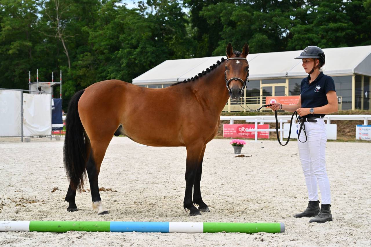 Ruin Franse rijpony PFS Te koop 2024 Donker bruin / bai ,  Jungle Alias Boogie