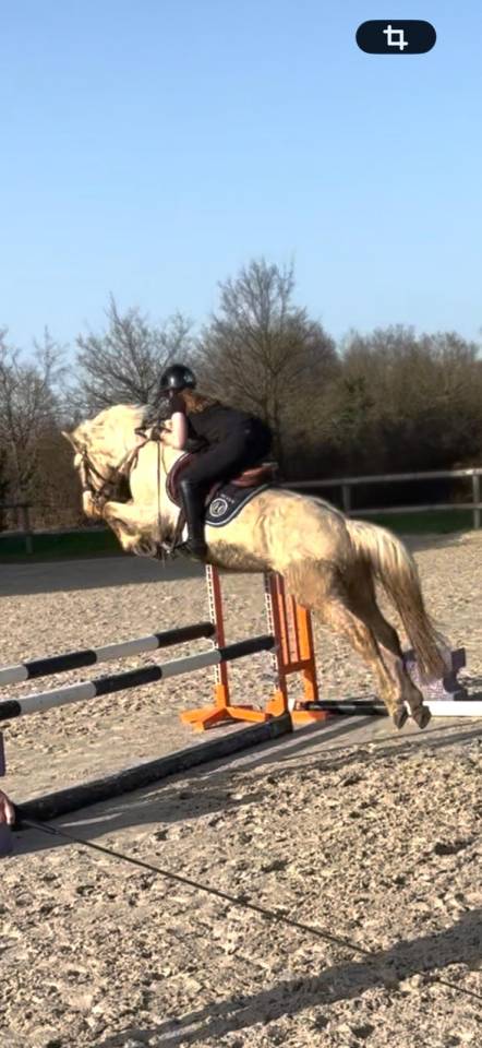 Ruin Franse rijpony PFS Te koop 2022 Palomino ,  Cremell'aux Lays