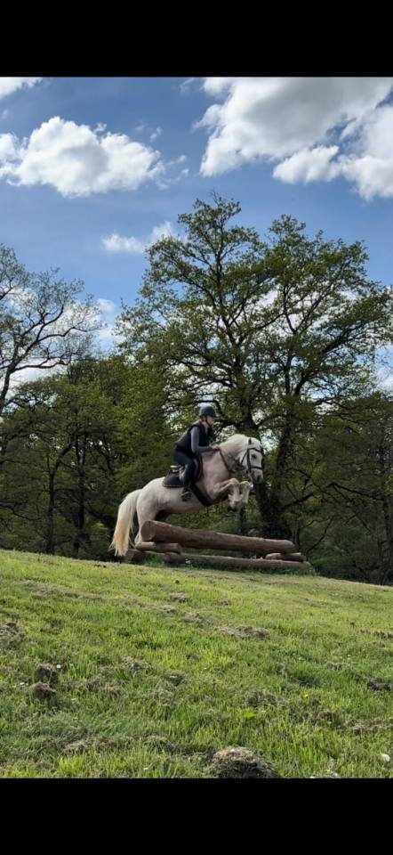 Ruin Franse rijpony PFS Te koop 2022 Palomino ,  Cremell'aux Lays