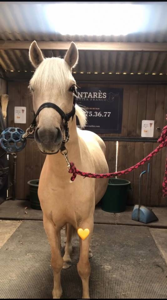 Ruin Franse rijpony PFS Te koop 2022 Palomino ,  Cremell'aux Lays