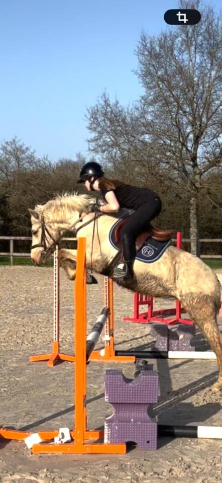Ruin Franse rijpony PFS Te koop 2022 Palomino ,  Cremell'aux Lays