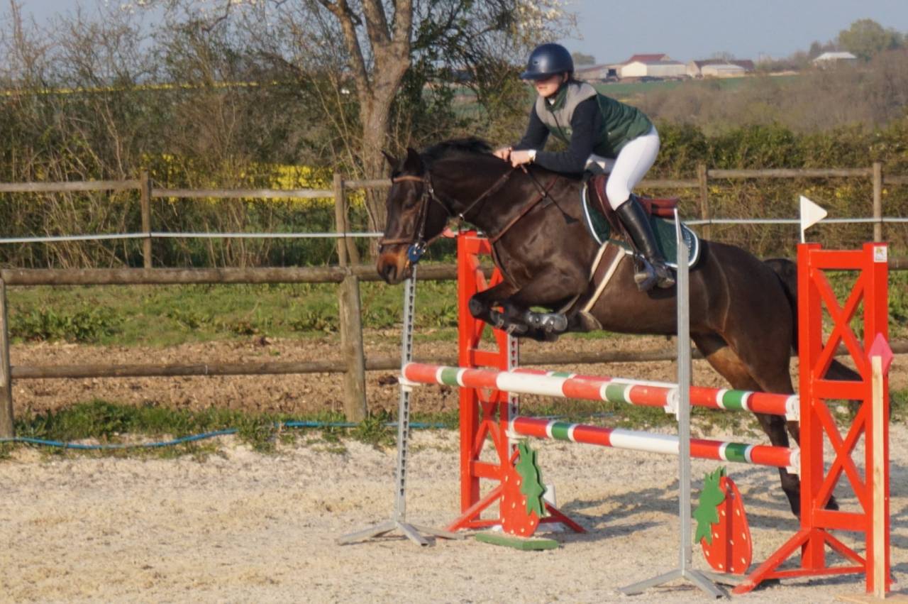 Merrie Connemara Te koop 2016 Donker bruin / bai