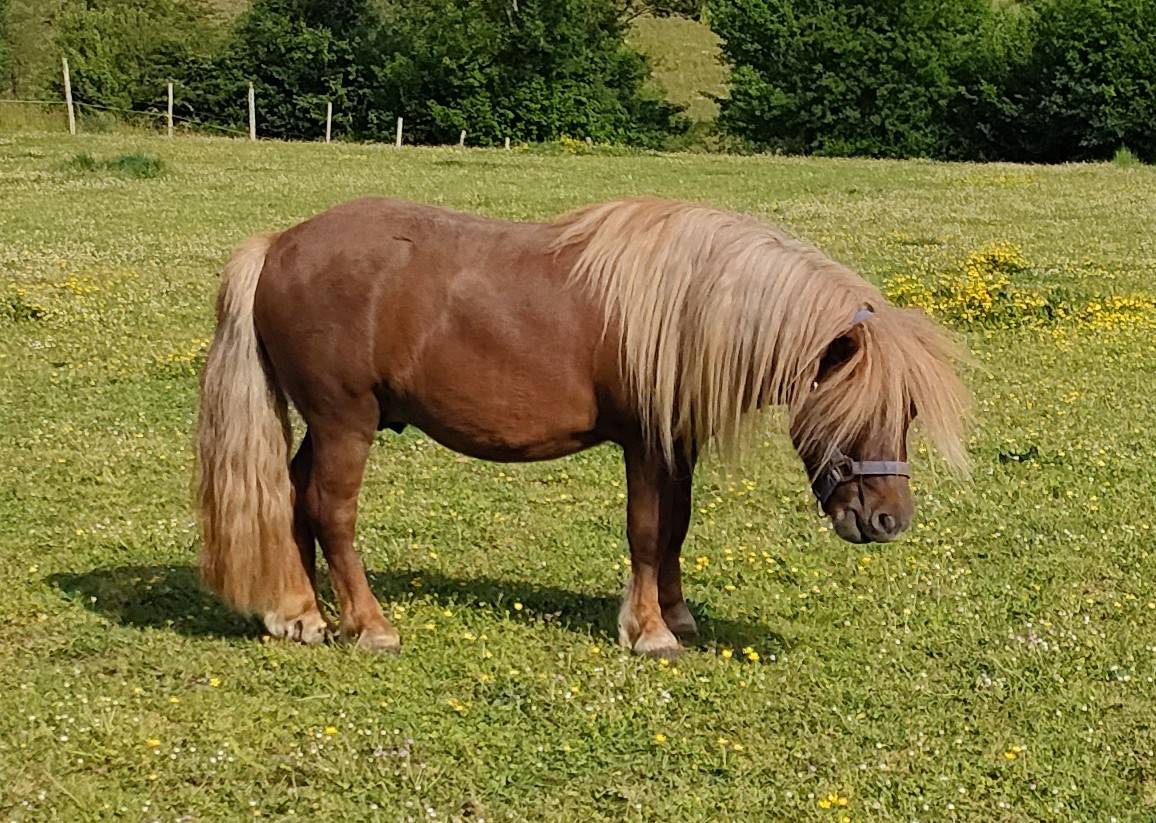 Hengst Shetland Te koop 2022 Vos ,  VICKING COMMANDERIE