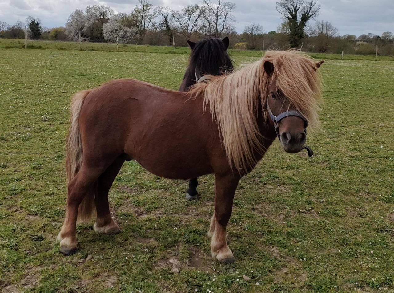 Hengst Shetland Te koop 2022 Vos ,  VICKING COMMANDERIE