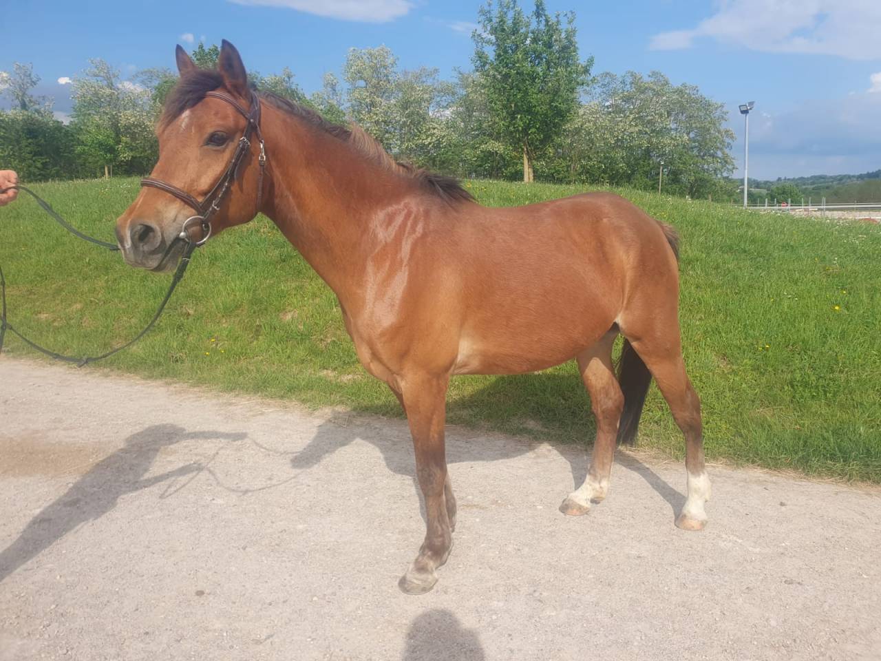 Ruin Franse rijpony PFS Te koop 2018 Donker bruin / bai ,  Lennicha de Florys