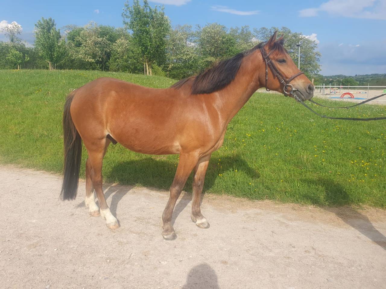 Ruin Franse rijpony PFS Te koop 2018 Donker bruin / bai ,  Lennicha de Florys