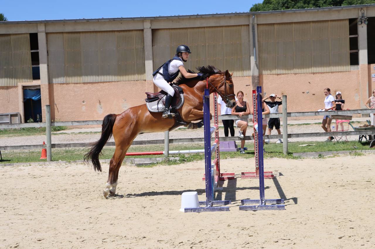 Ruin Franse rijpony PFS Te koop 2018 Donker bruin / bai ,  Lennicha de Florys
