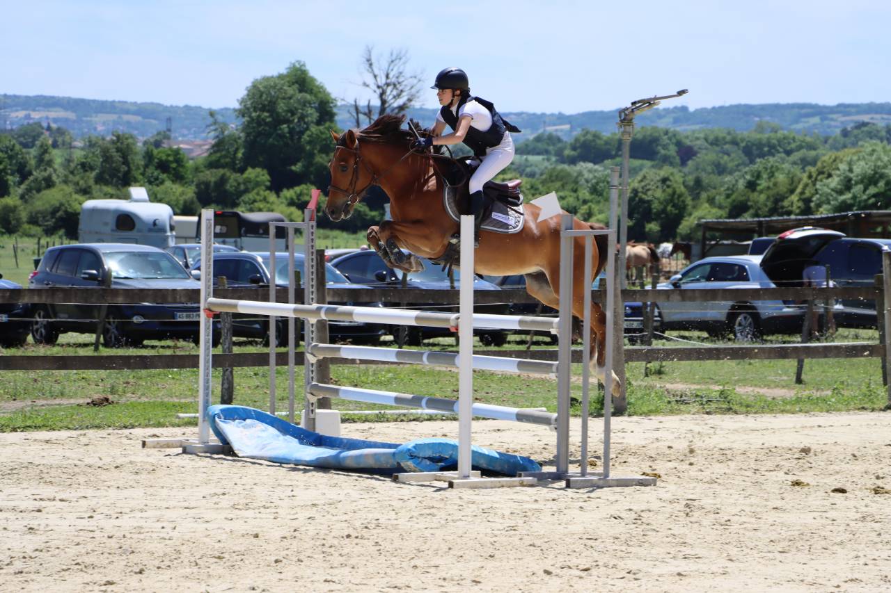 Ruin Franse rijpony PFS Te koop 2018 Donker bruin / bai ,  Lennicha de Florys