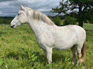 Merrie PRE Puur Ras Spaans Te koop 2014 Schimmel ,  FARAON AG
