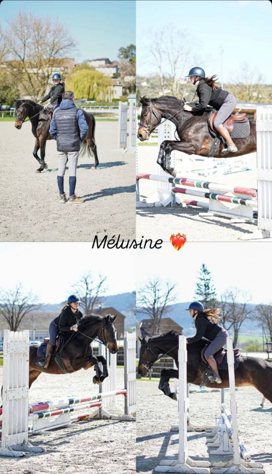 Merrie New Forest Te koop 2022 Donker bruin / bai ,  ROB ROY DU GARON