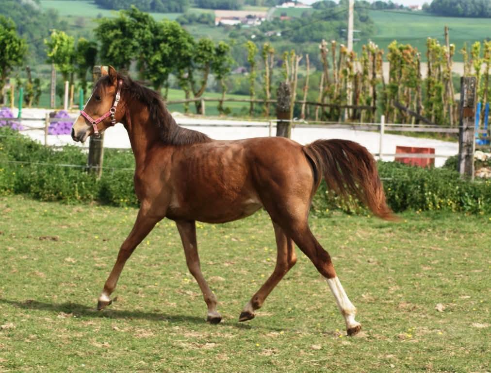 Veulen (vr) Franse rijpony PFS Te koop 2025 Koffie vos ,  Carwyn d'isky