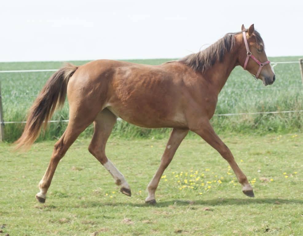 Veulen (vr) Franse rijpony PFS Te koop 2025 Koffie vos ,  Carwyn d'isky