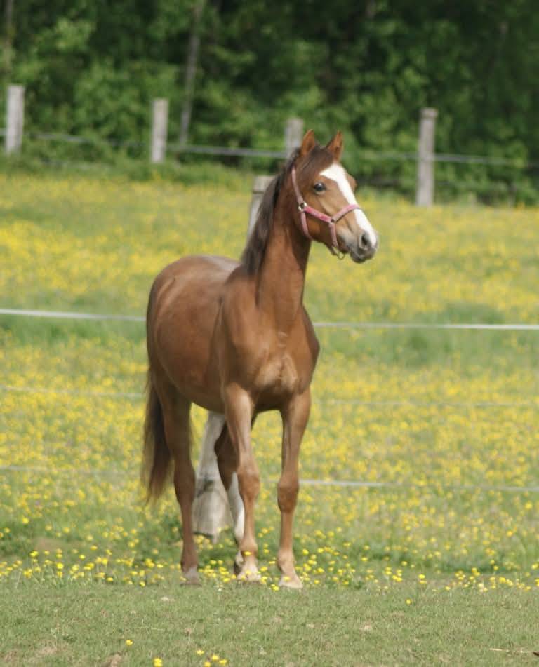 Veulen (vr) Franse rijpony PFS Te koop 2025 Koffie vos ,  Carwyn d'isky