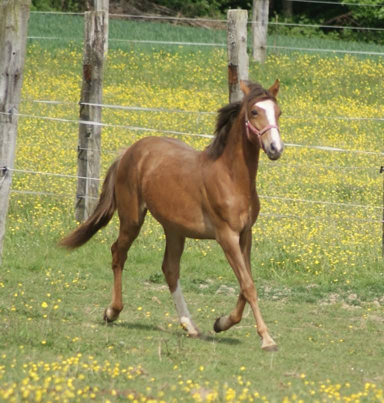 Veulen (vr) Franse rijpony PFS Te koop 2025 Koffie vos ,  Carwyn d'isky