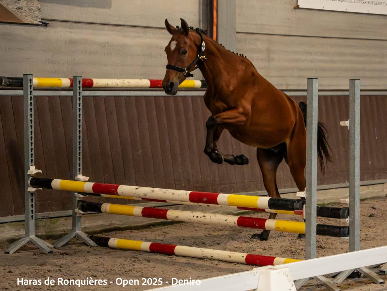 Ruin Ras onbekend Te koop 2023 Donker bruin / bai