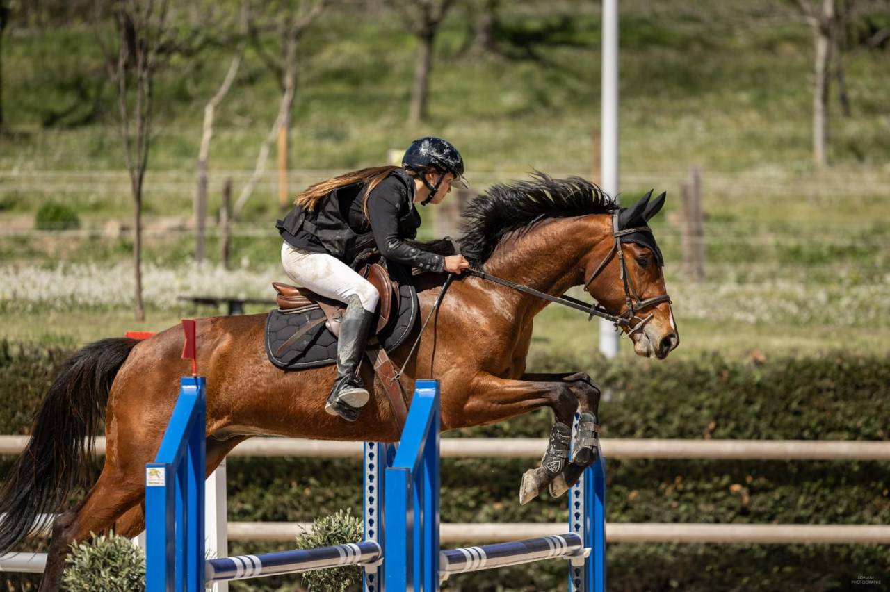 Ruin Selle Fran&ccedil;ais Te koop 2021 Donker bruin / bai ,  shaloubet eygalieres