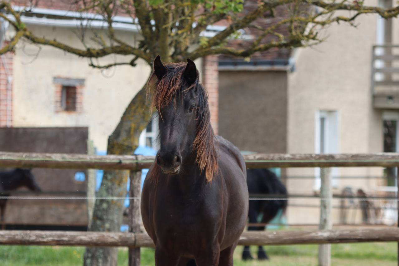 Merrie Fries Te koop 2024 Zwart ,  Alwin 469 Sport AAA PREF