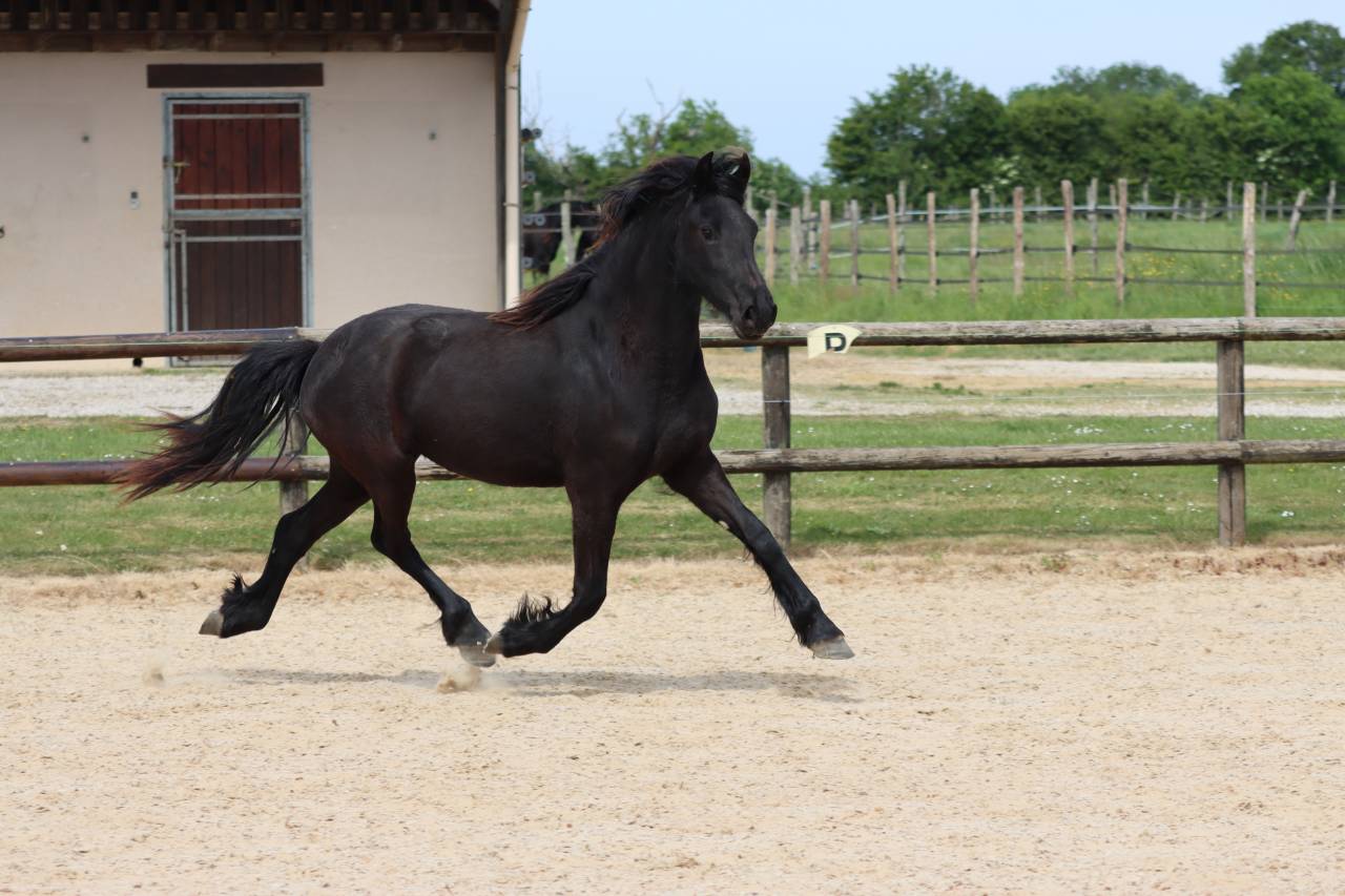 Merrie Fries Te koop 2024 Zwart ,  Alwin 469 Sport AAA PREF
