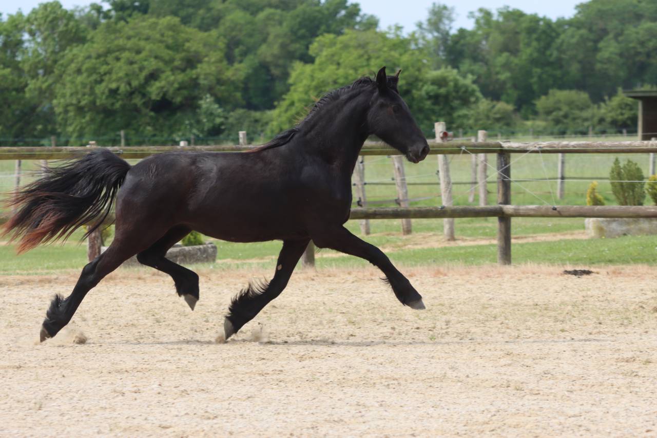 Merrie Fries Te koop 2024 Zwart ,  Alwin 469 Sport AAA PREF