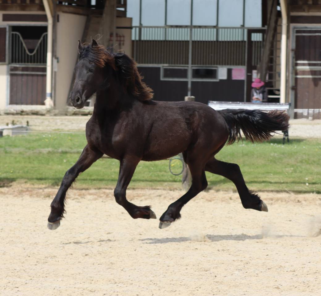 Veulen (vr) Fries Te koop 2025 Zwart ,  Alwin 469 Sport AAA PREF