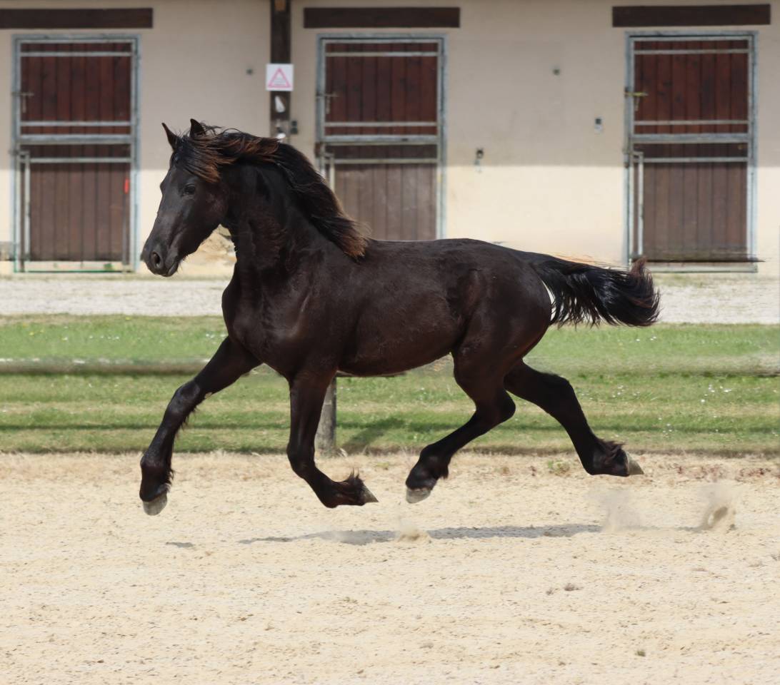 Veulen (vr) Fries Te koop 2025 Zwart ,  Alwin 469 Sport AAA PREF