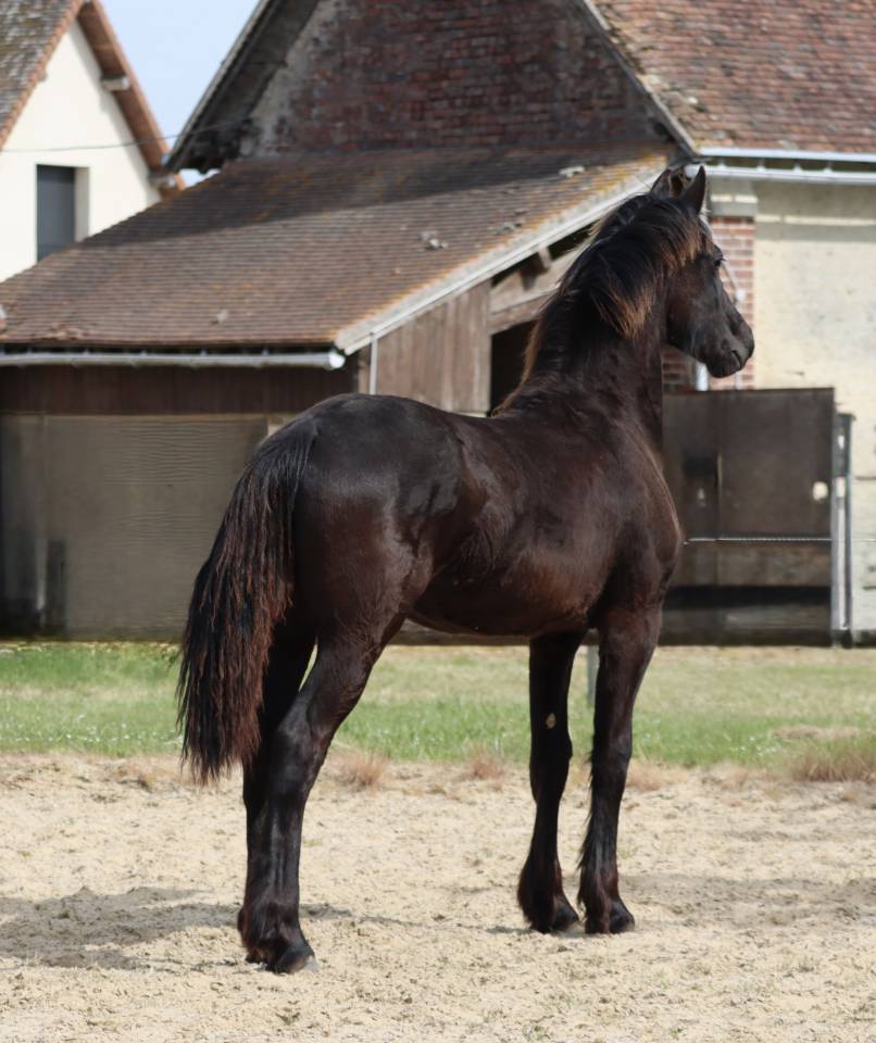 Veulen (vr) Fries Te koop 2025 Zwart ,  Alwin 469 Sport AAA PREF