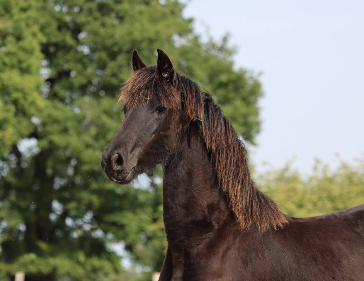Veulen (vr) Fries Te koop 2025 Zwart ,  Alwin 469 Sport AAA PREF
