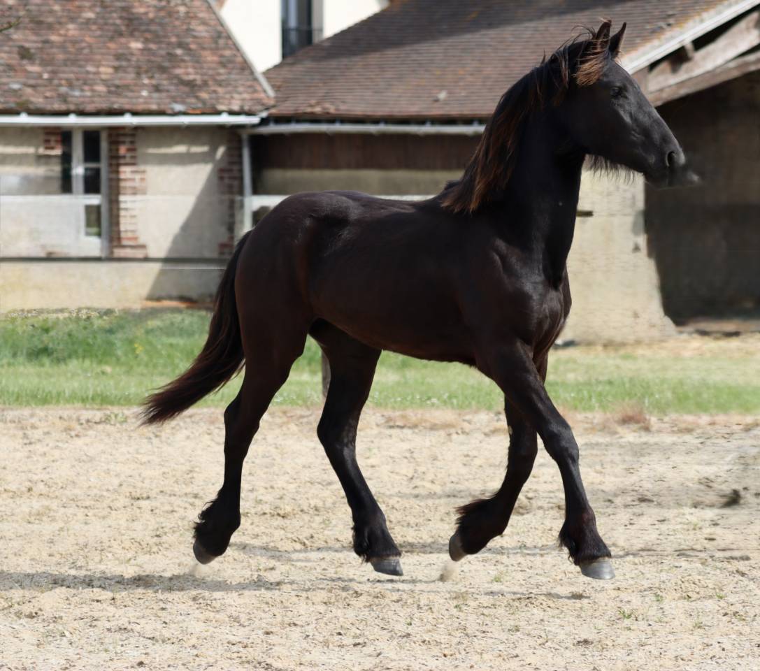 Veulen (vr) Fries Te koop 2025 Zwart ,  Alwin 469 Sport AAA PREF