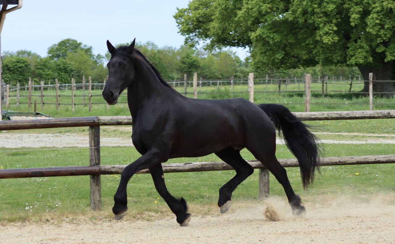 Merrie Arabo Fries Te koop 2012 Zwart ,  Yk Dark Danilo Stb Sport