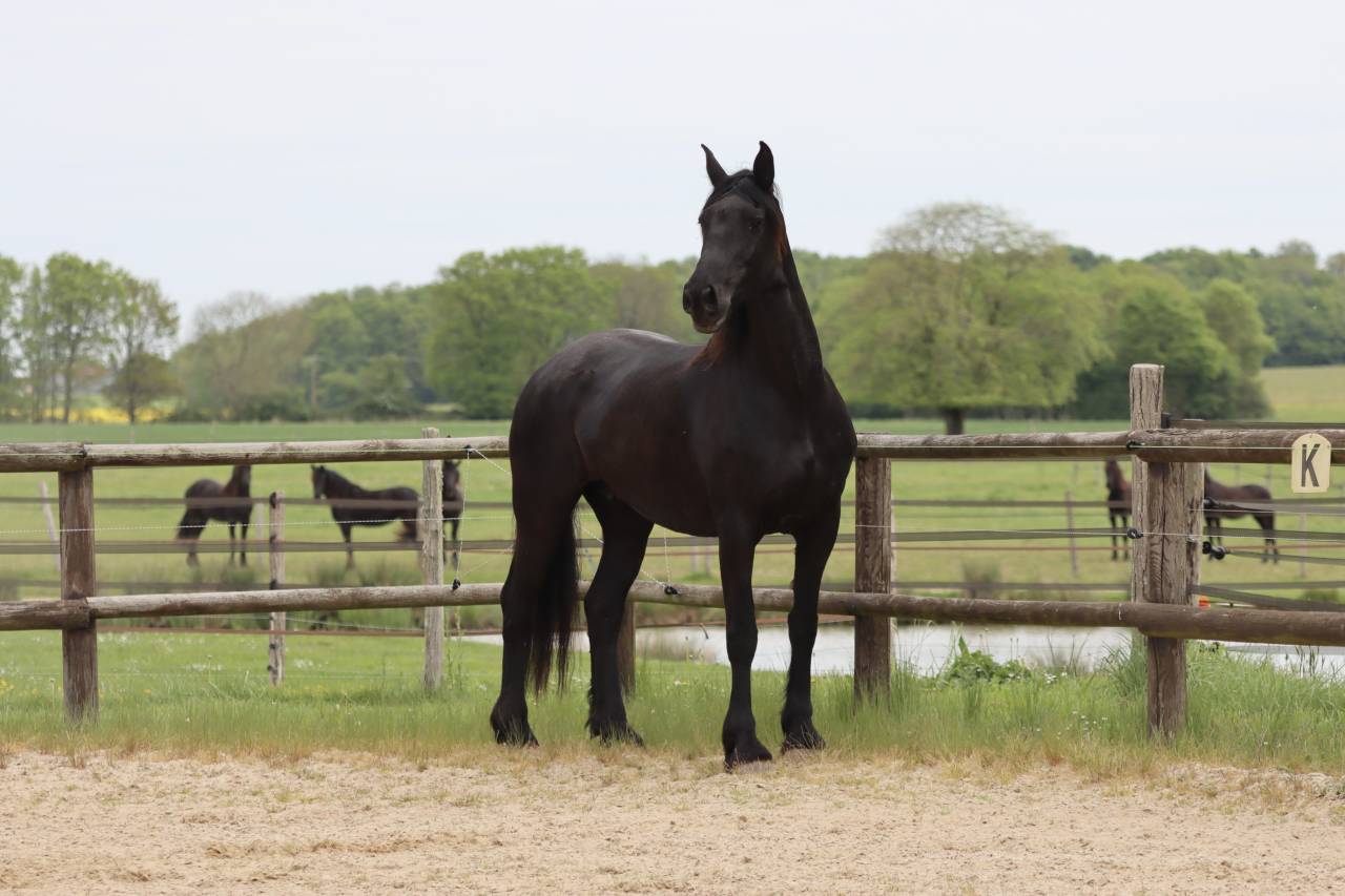 Merrie Arabo Fries Te koop 2012 Zwart ,  Yk Dark Danilo Stb Sport