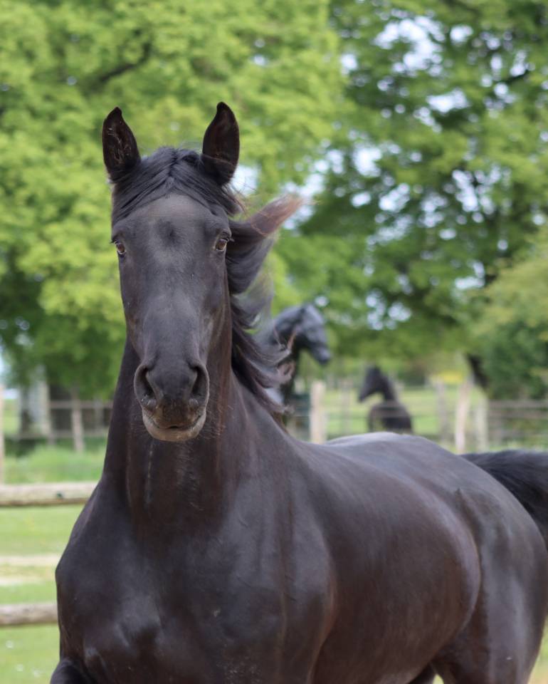 Merrie Arabo Fries Te koop 2012 Zwart ,  Yk Dark Danilo Stb Sport
