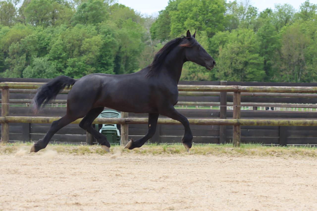 Merrie Arabo Fries Te koop 2012 Zwart ,  Yk Dark Danilo Stb Sport