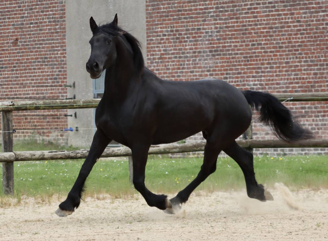 Merrie Arabo Fries Te koop 2012 Zwart ,  Yk Dark Danilo Stb Sport