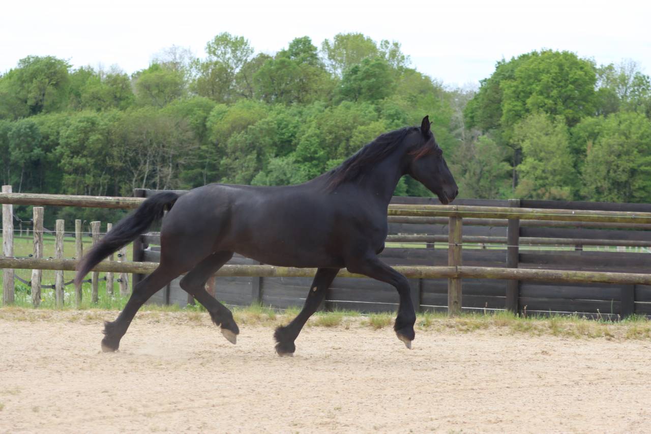 Merrie Arabo Fries Te koop 2012 Zwart ,  Yk Dark Danilo Stb Sport