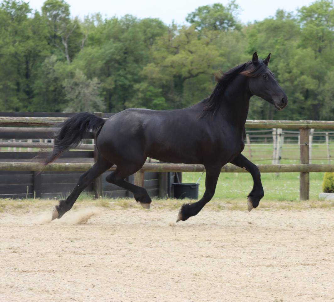 Merrie Arabo Fries Te koop 2012 Zwart ,  Yk Dark Danilo Stb Sport
