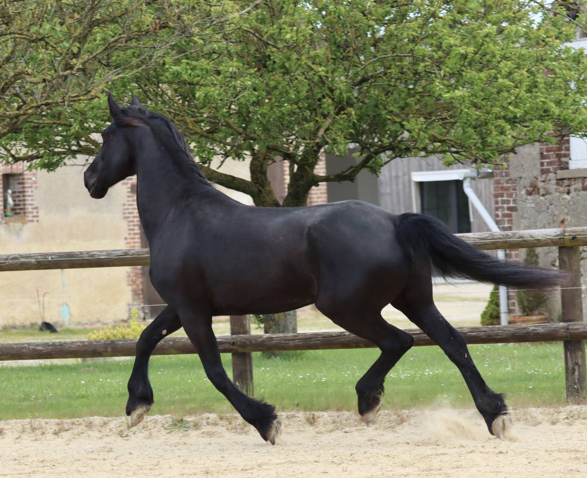 Merrie Arabo Fries Te koop 2012 Zwart ,  Yk Dark Danilo Stb Sport